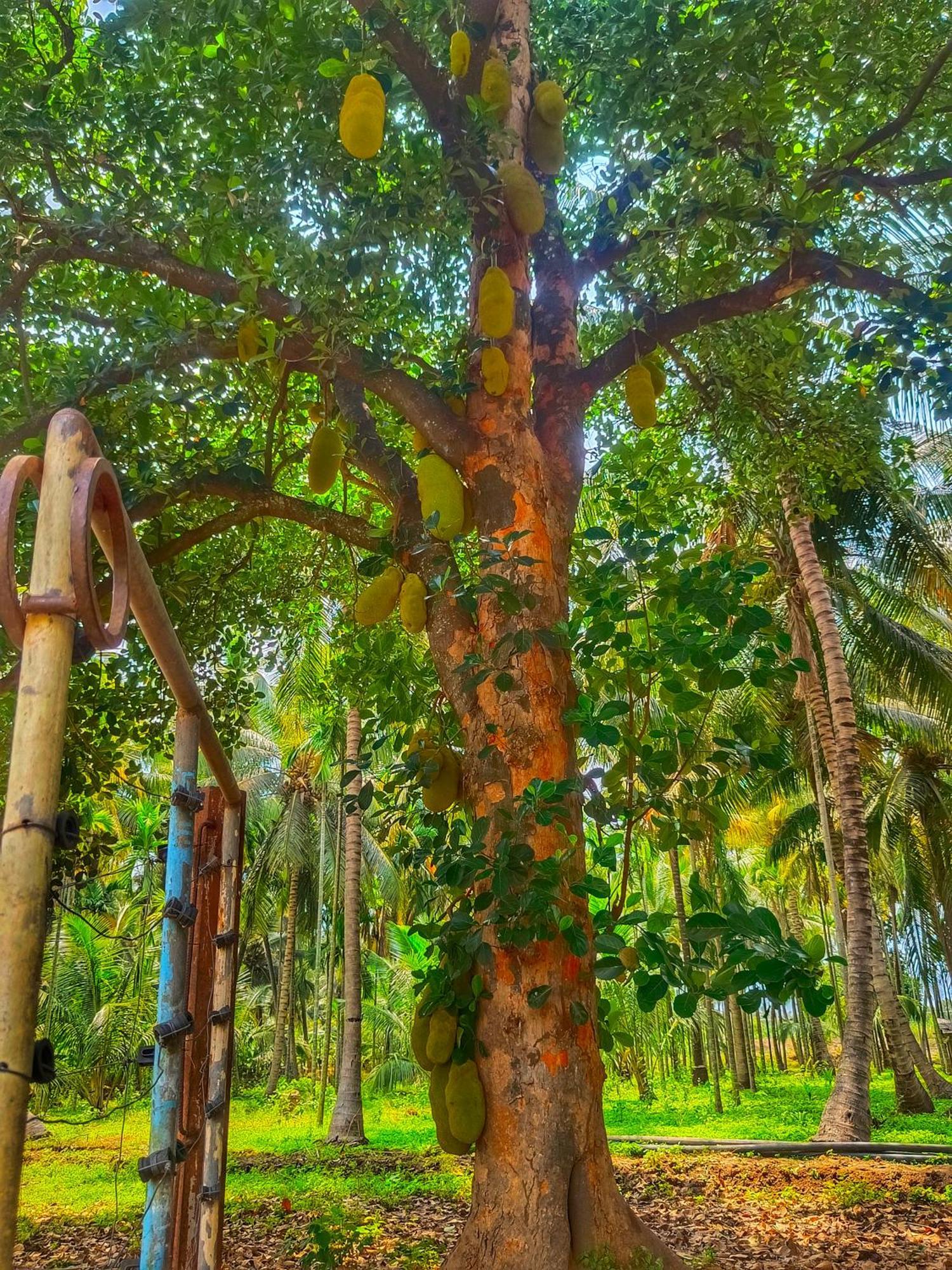 Shivalaya Farmstay Located Amdist Coconut Farm With River Access Near Isha,Adiyogi,Siruvani Alandurai Екстер'єр фото